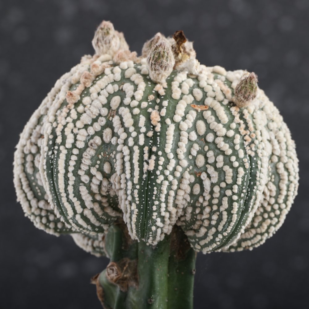 Astrophytum asterias cv. Hanazono Ø 16