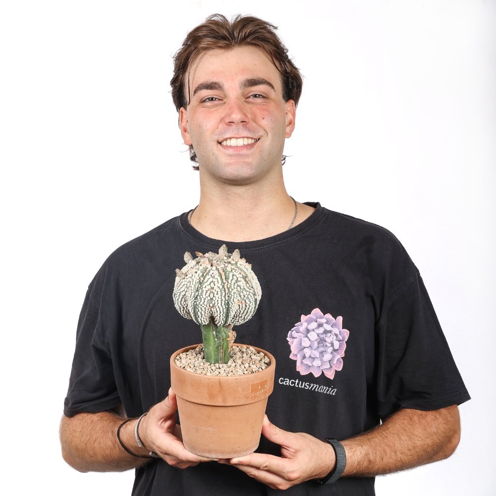 Astrophytum asterias cv. Hanazono Ø 16