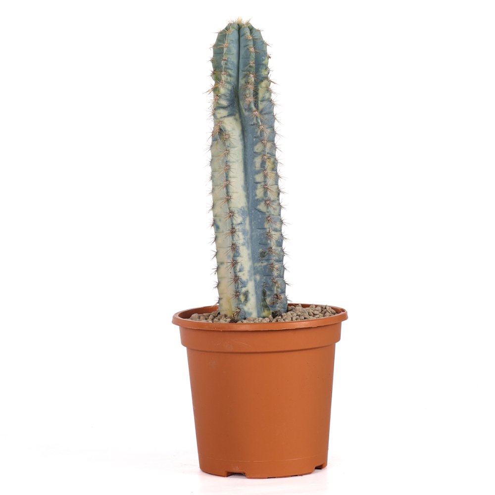 Pilosocereus azureus f. variegata Ø 17 cm