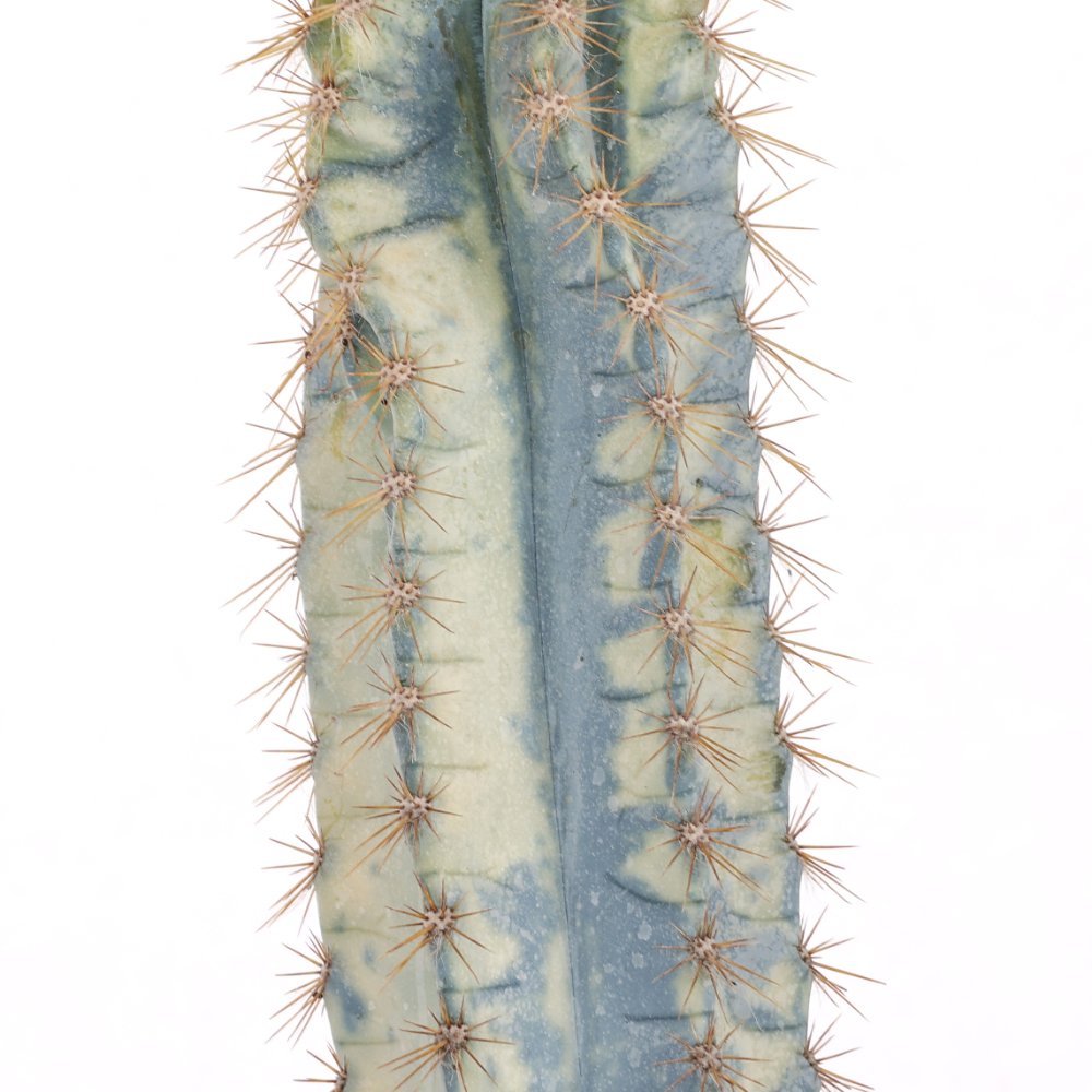 Pilosocereus azureus f. variegata Ø 17 cm