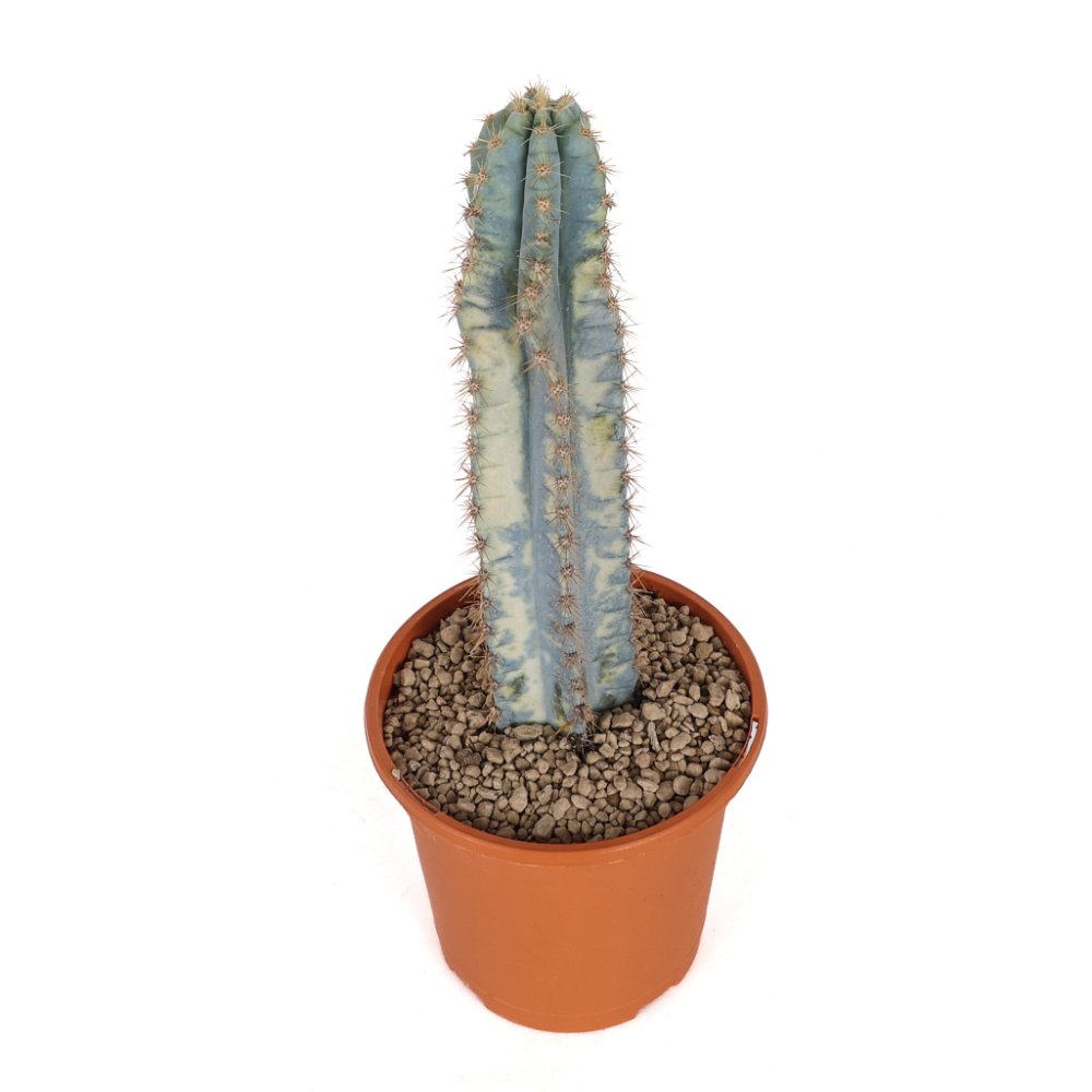 Pilosocereus azureus f. variegata Ø 17 cm