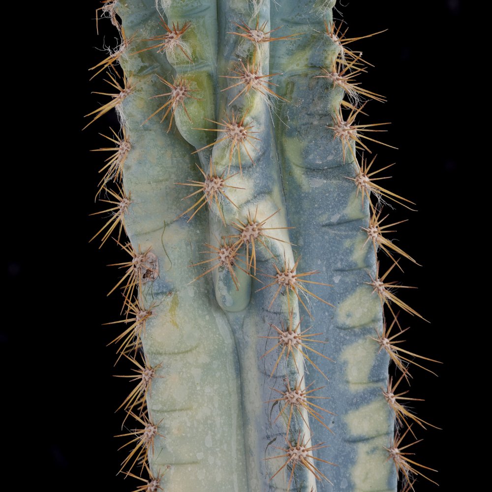 Pilosocereus azureus f. variegata Ø 17 cm