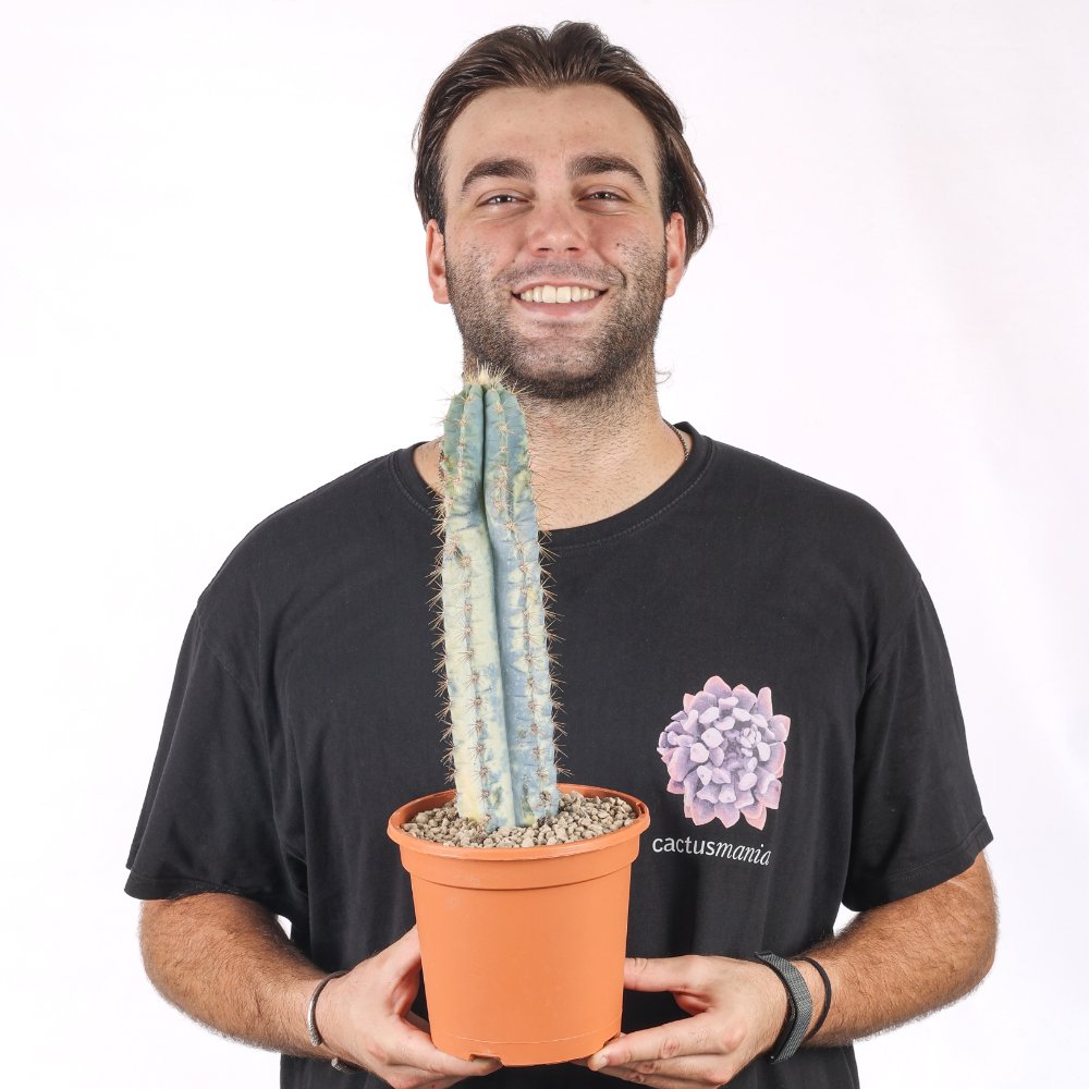 Pilosocereus azureus f. variegata Ø 17 cm