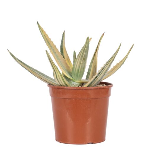 Aloe ferox f. variegata Ø 21 cm