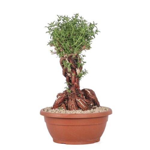 Mestoklema tuberosum Ø 25 cm