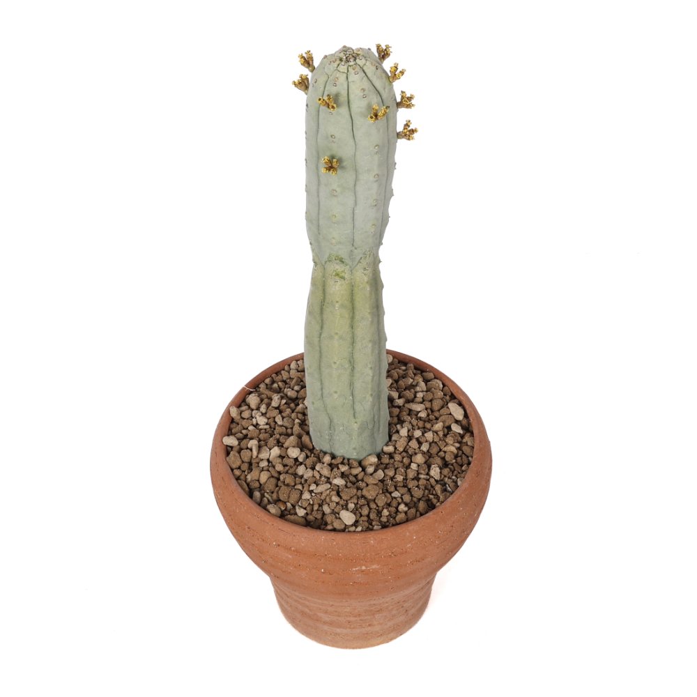 Euphorbia abdelkuri Ø 14 cm