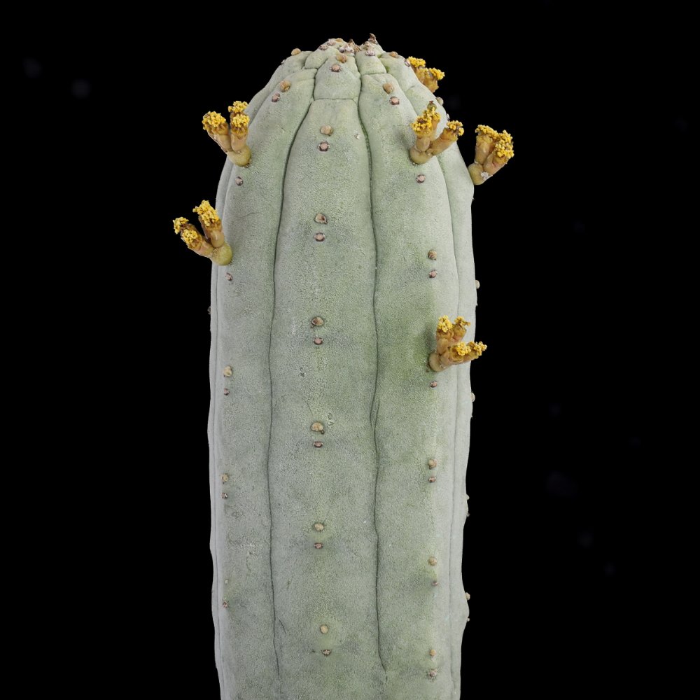 Euphorbia abdelkuri Ø 14 cm