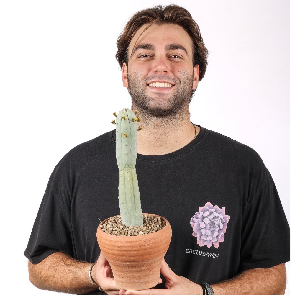 Euphorbia abdelkuri Ø 14 cm