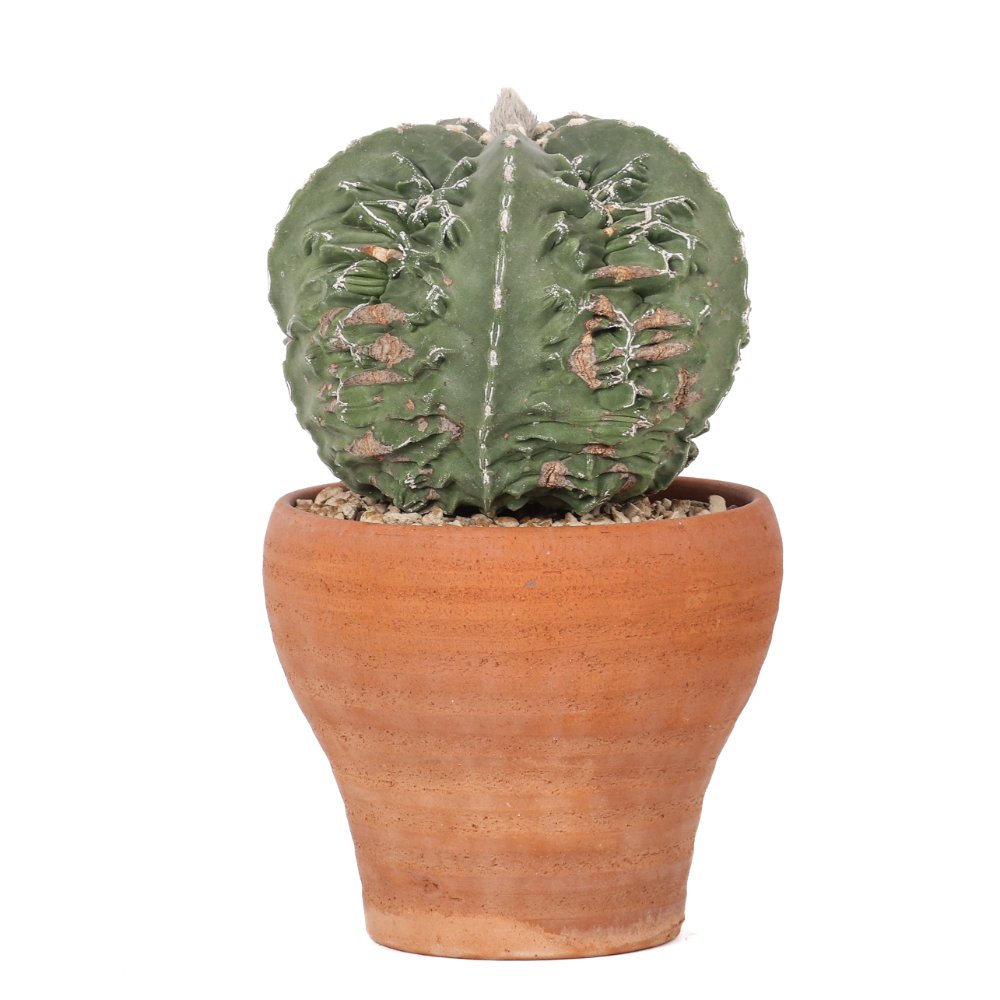 Astrophytum myriostigma fukuryu Ø 18 cm