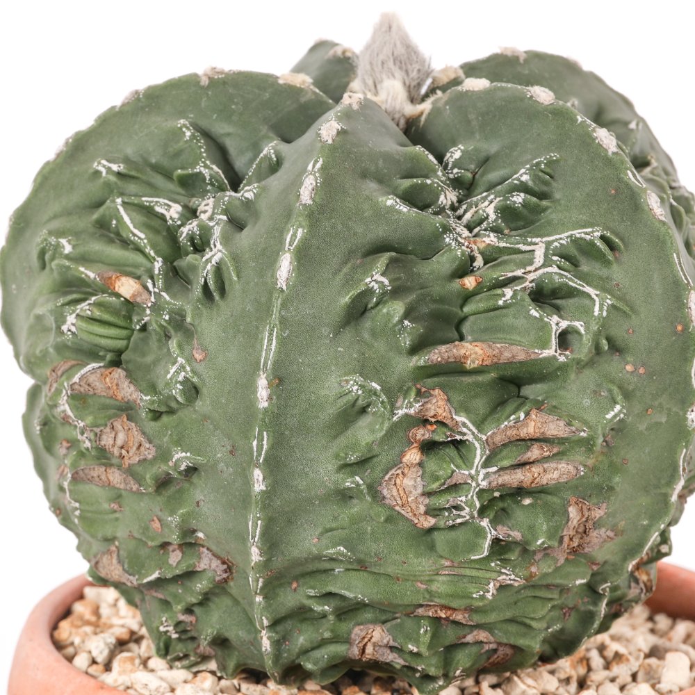 Astrophytum myriostigma fukuryu Ø 18 cm