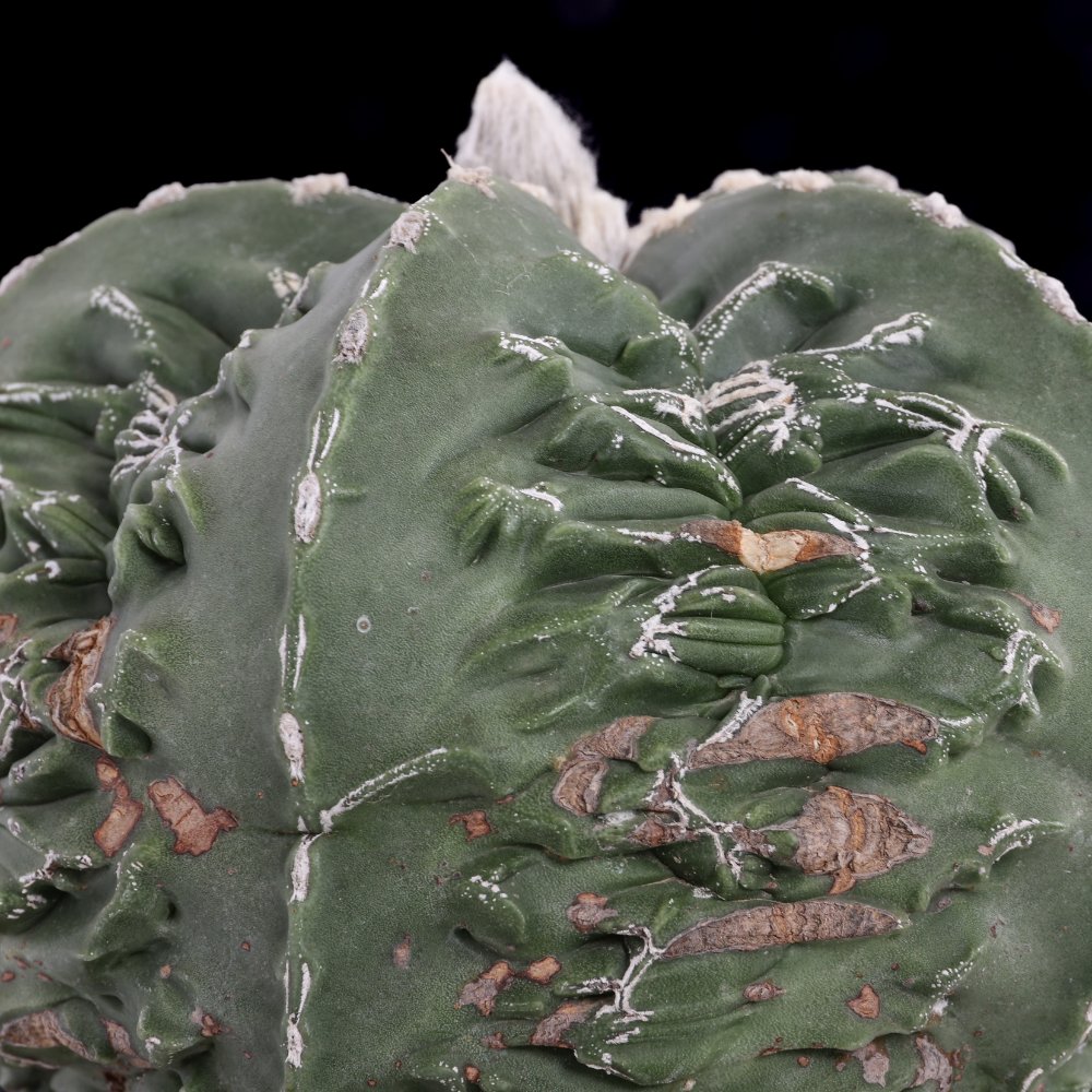 Astrophytum myriostigma fukuryu Ø 18 cm
