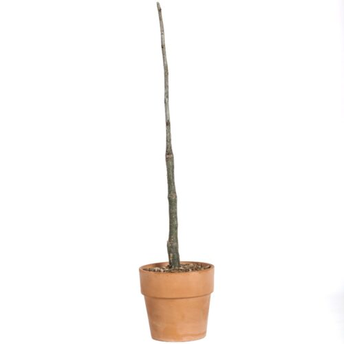 Adenia perrieri Ø 14