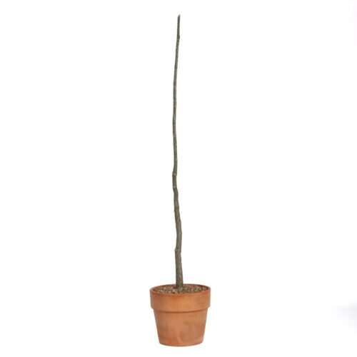 Adenia perrieri Ø 16