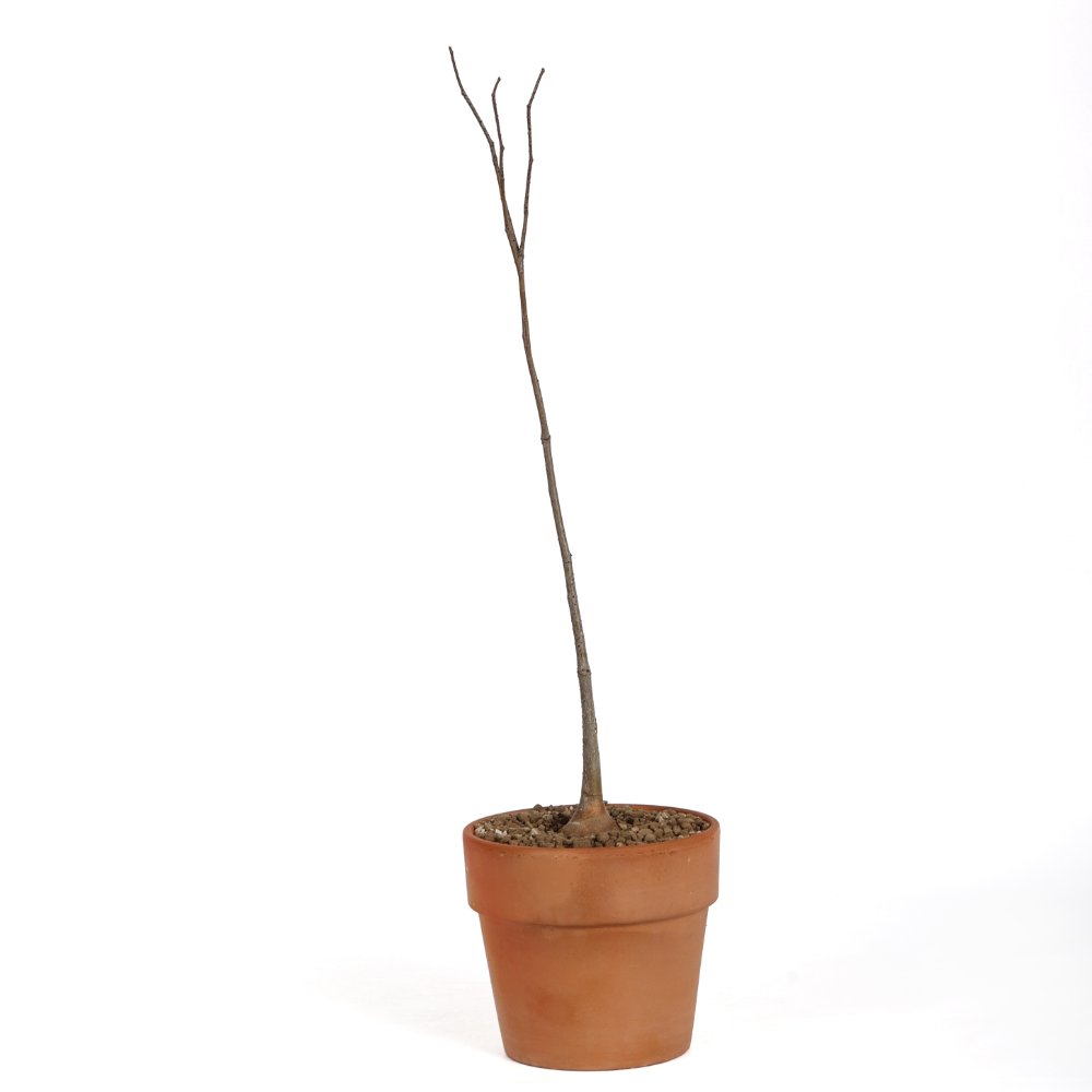 Adansonia za Ø 16 cm