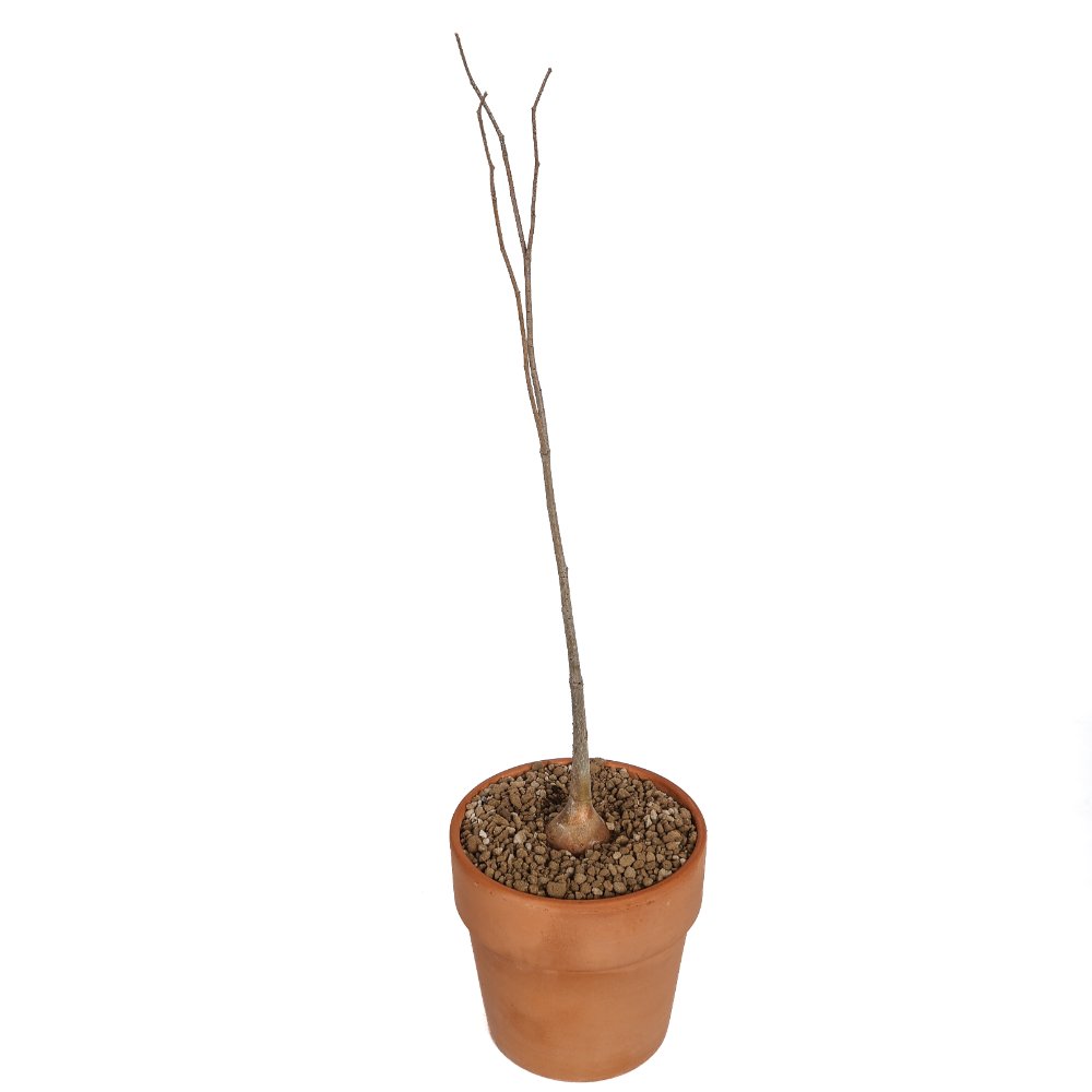 Adansonia za Ø 16 cm