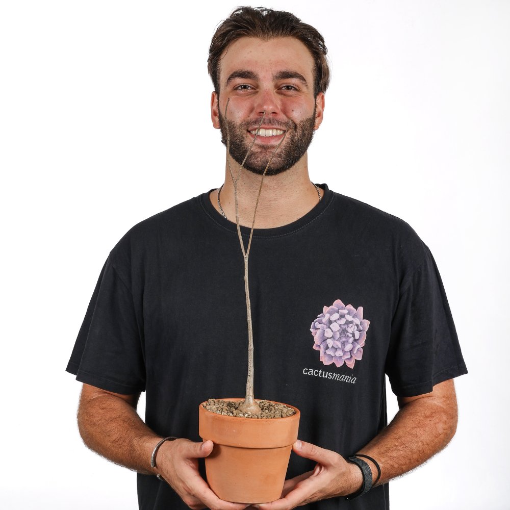 Adansonia za Ø 16 cm