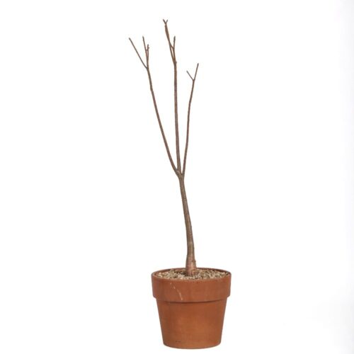 Adansonia rubrostipa Ø 16 cm