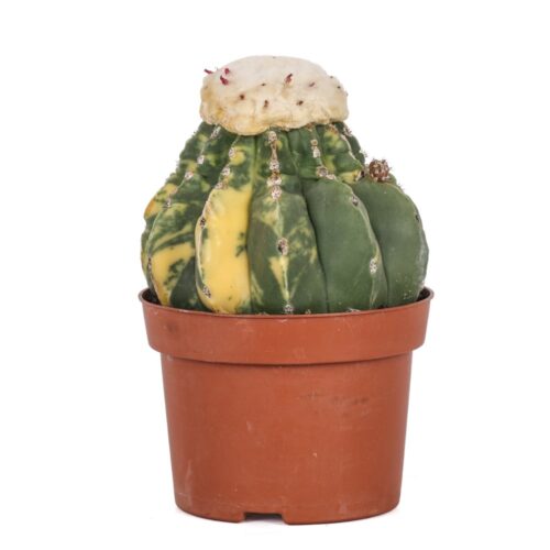 Melocactus maxonii nudum f. variegata Ø 12 cm
