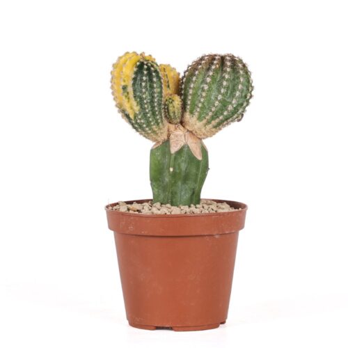 Echinopsis oxygona f. variegata Ø 14 cm