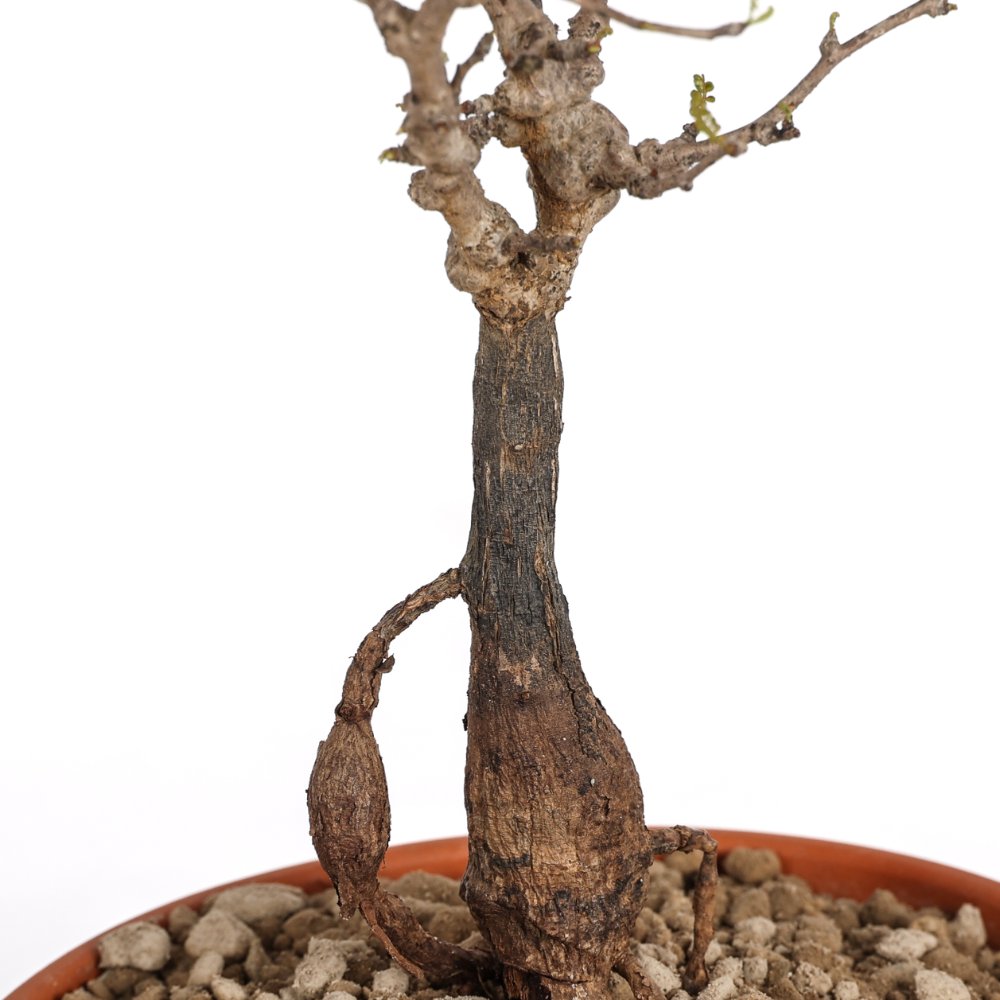 Operculicarya pachypus Ø 17 cm