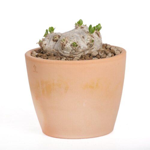 Pachypodium brevicaule Ø 14 cm