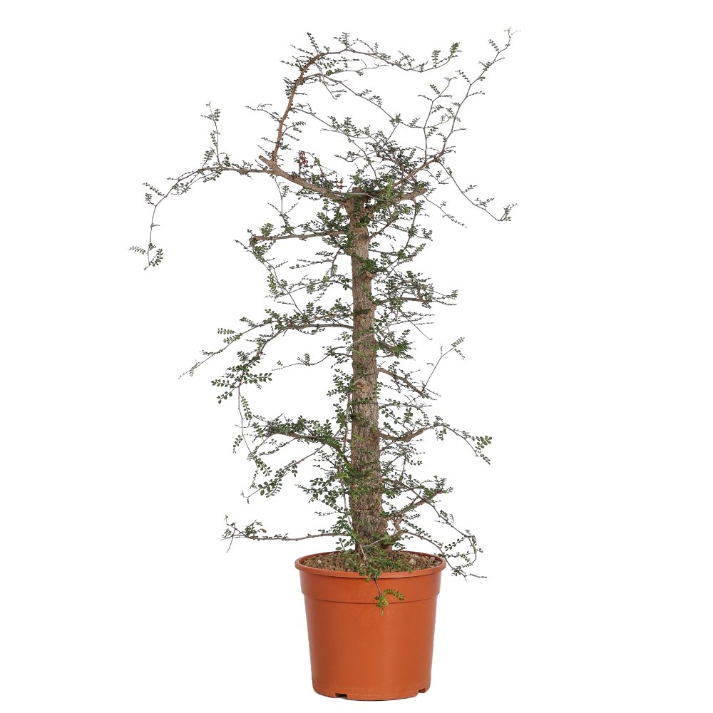 Operculicarya decaryi Ø 18 cm