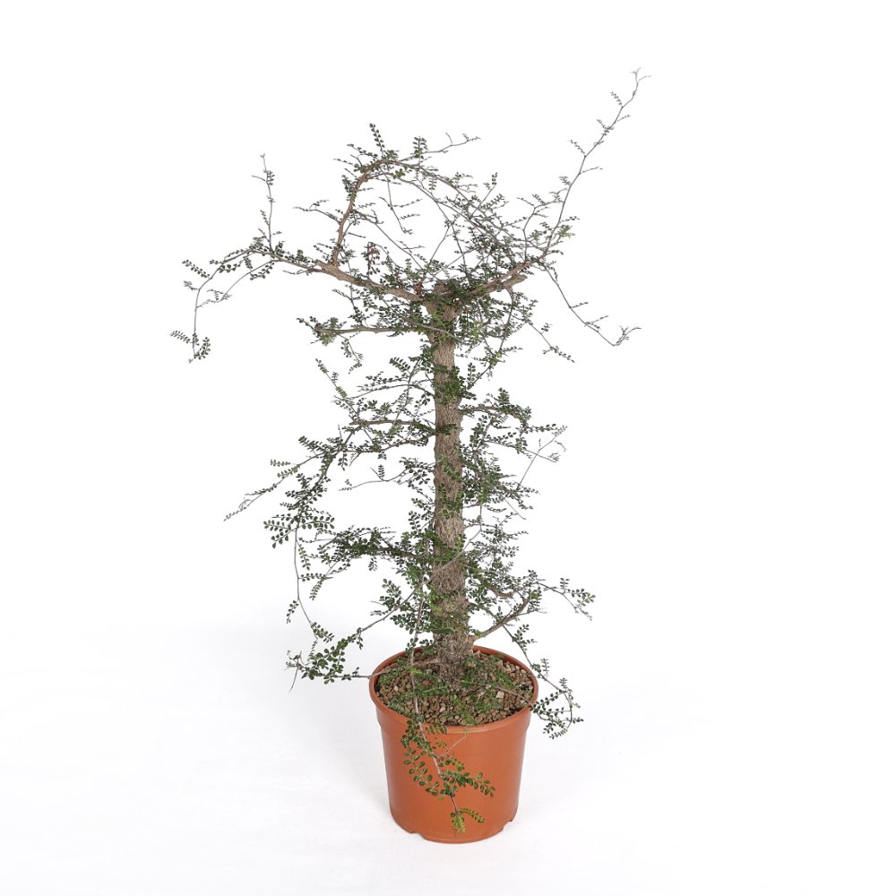 Operculicarya decaryi Ø 18 cm