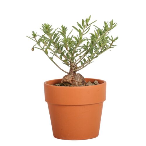 Talinum caffrum Ø 15 cm