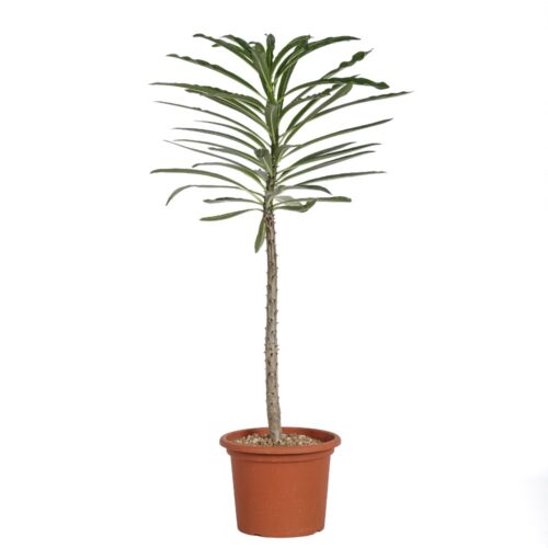 Pachypodium rutenbergianum Ø 18 cm