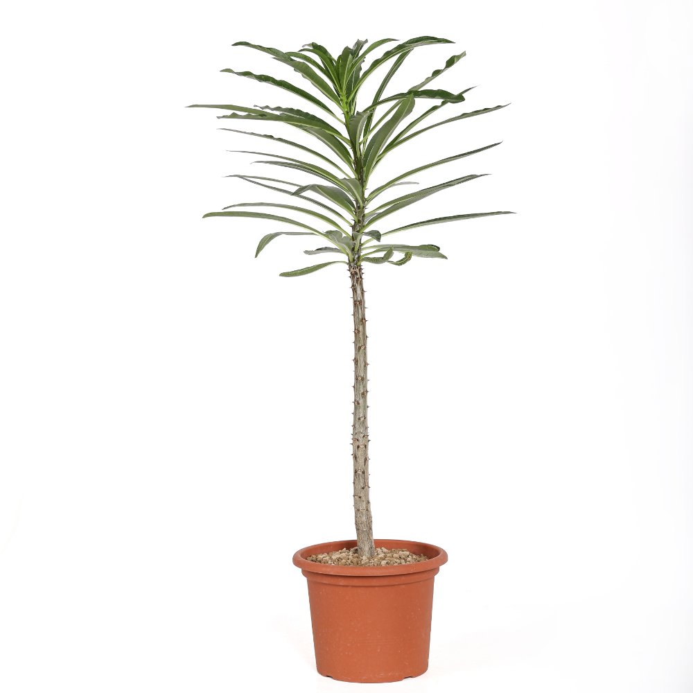 Pachypodium rutenbergianum Ø 18 cm