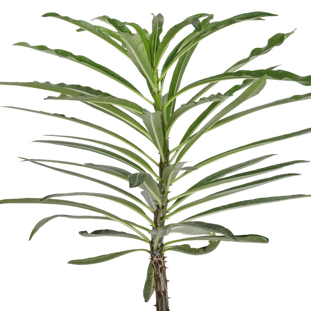Pachypodium rutenbergianum Ø 18 cm