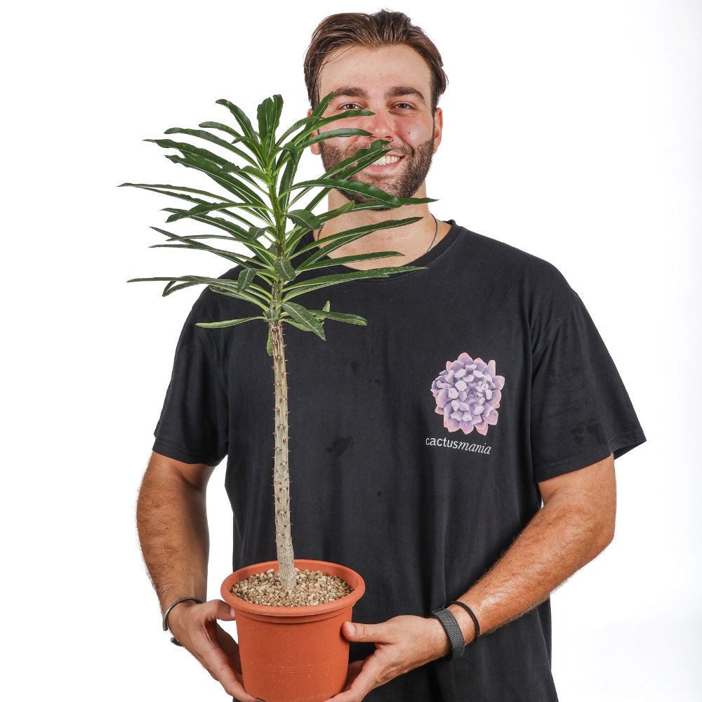 Pachypodium rutenbergianum Ø 18 cm