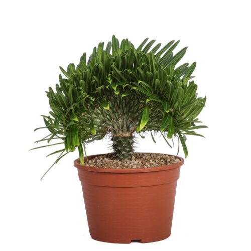 Pachypodium lamerei f. crestata Ø 20 cm