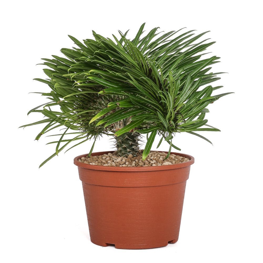 Pachypodium lamerei f. crestata Ø 20 cm