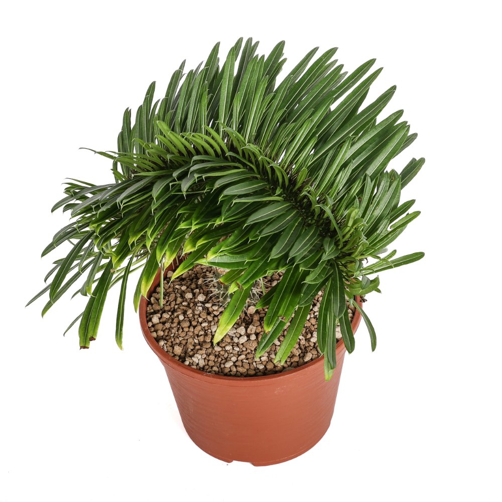 Pachypodium lamerei f. crestata Ø 20 cm