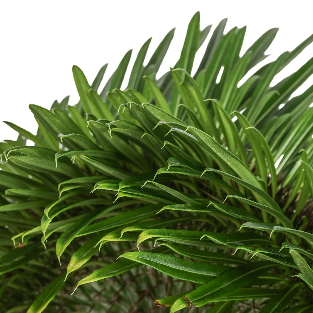 Pachypodium lamerei f. crestata Ø 20 cm
