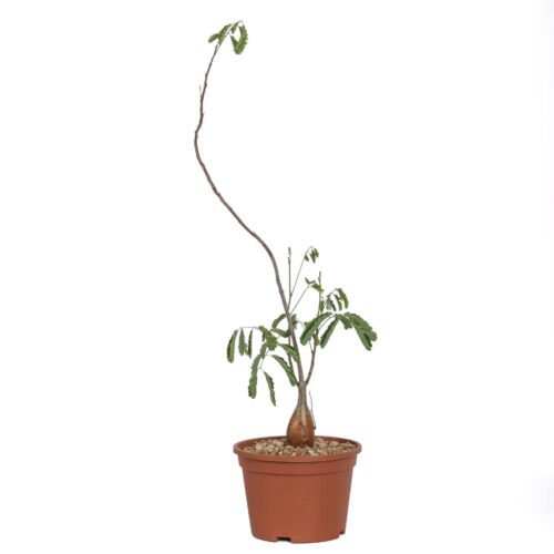 Entada leptostachya Ø 14 cm