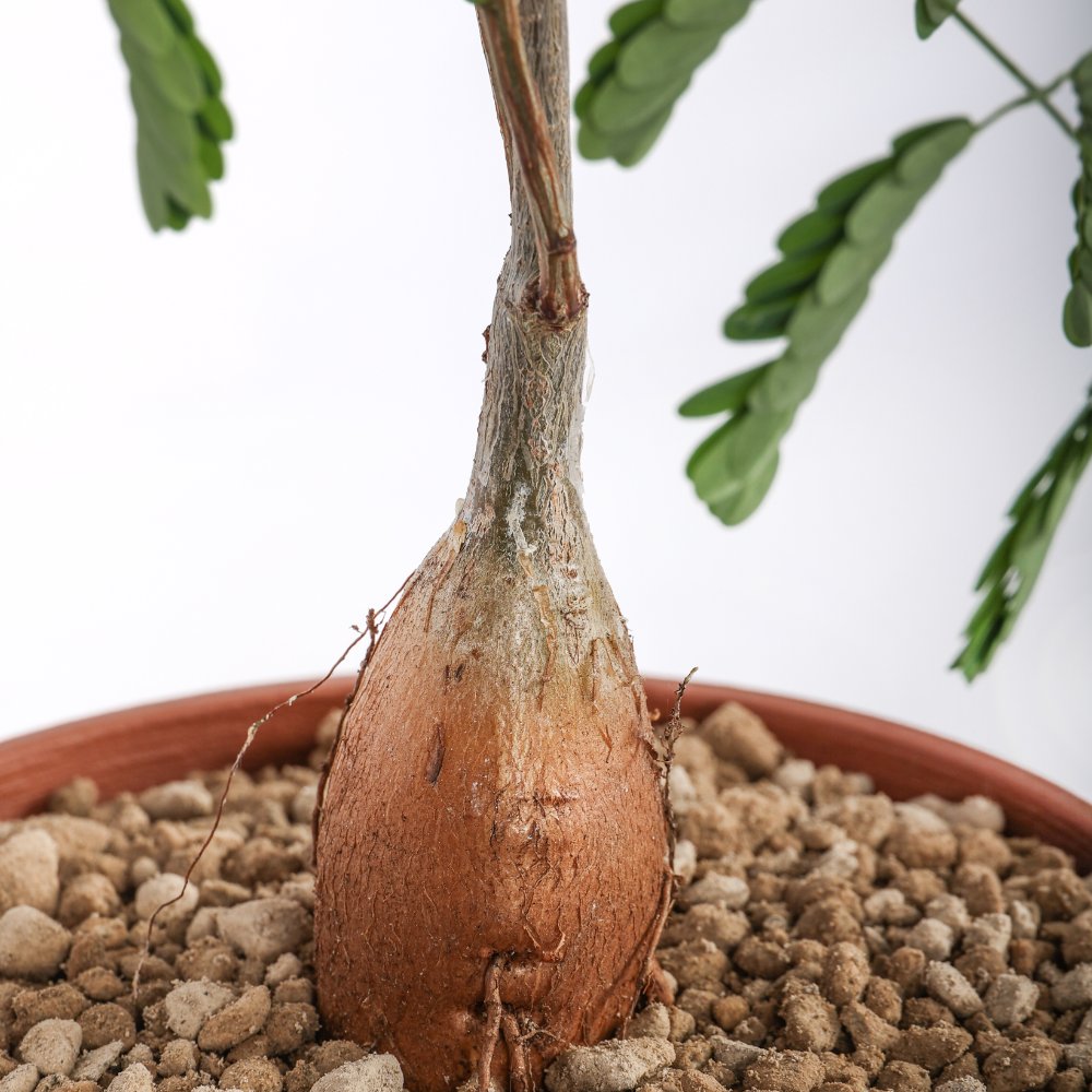 Entada leptostachya Ø 14 cm