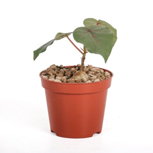 Ficus petiolaris Ø 7,5 cm