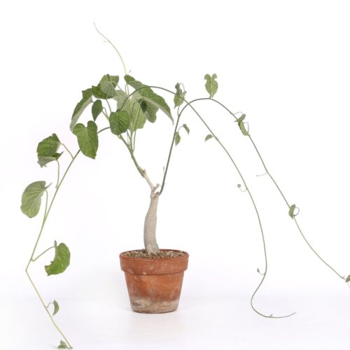 Ipomoea lapidosa Ø 15 cm