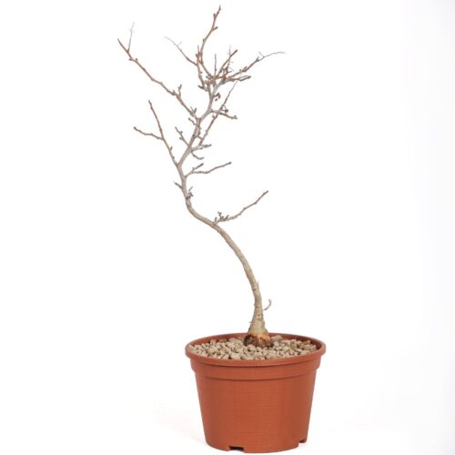 Pachycormus discolor Ø 14