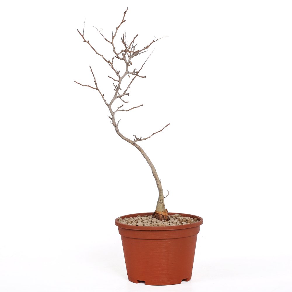 Pachycormus discolor Ø 14