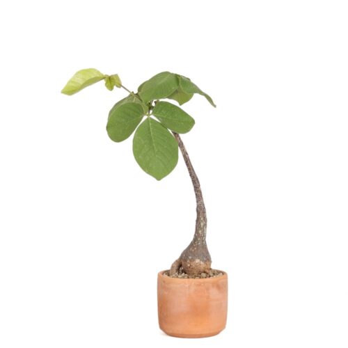Bombax ellipticum Ø 15 cm