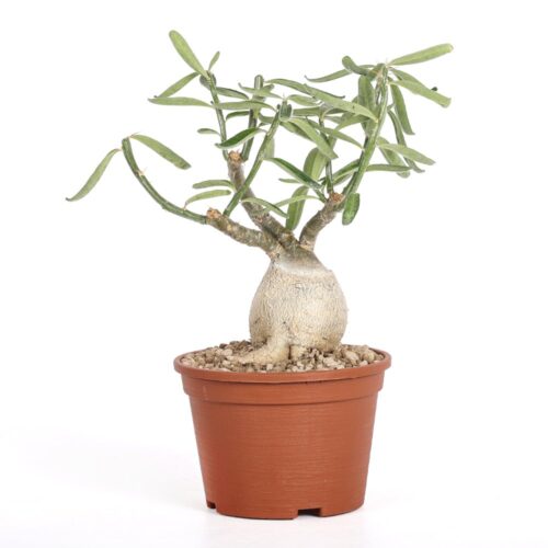 Pachypodium succulentum Ø 14