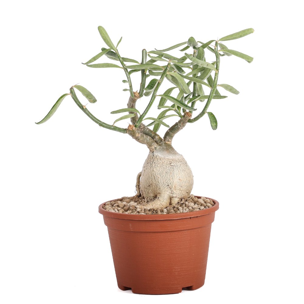 Pachypodium succulentum Ø 14