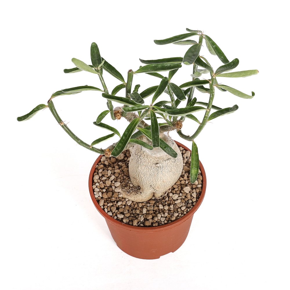 Pachypodium succulentum Ø 14