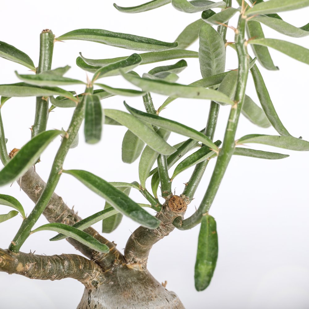 Pachypodium succulentum Ø 14