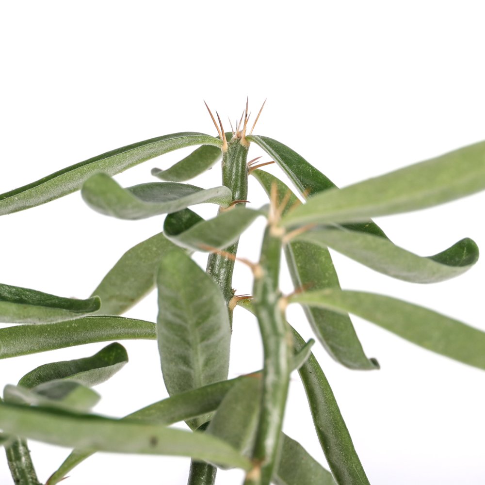 Pachypodium succulentum Ø 14