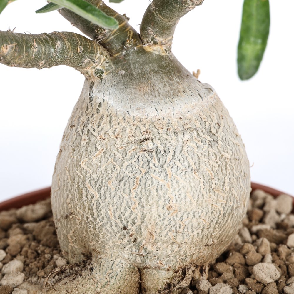 Pachypodium succulentum Ø 14