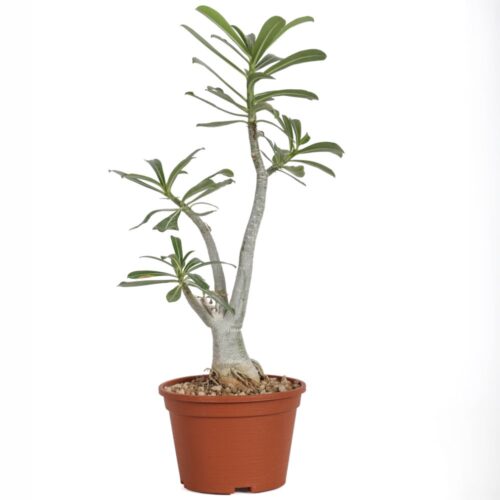 Adenium obesum Ø 16